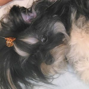 Meet your Posher, Jasmine